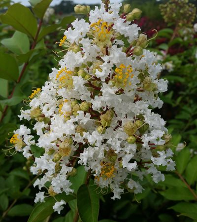 Crape Myrtle Natchez